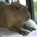 capybara