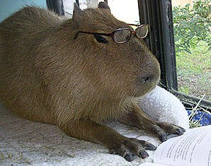 [Image: capybara.jpg]